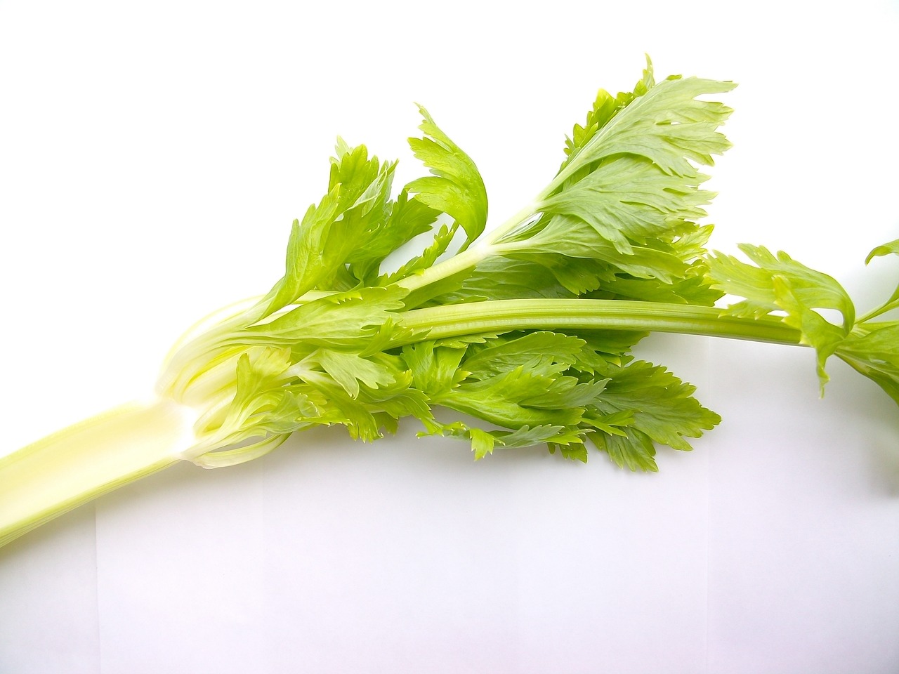 Celery: A Hydrating Superfood (image credits: pixabay)