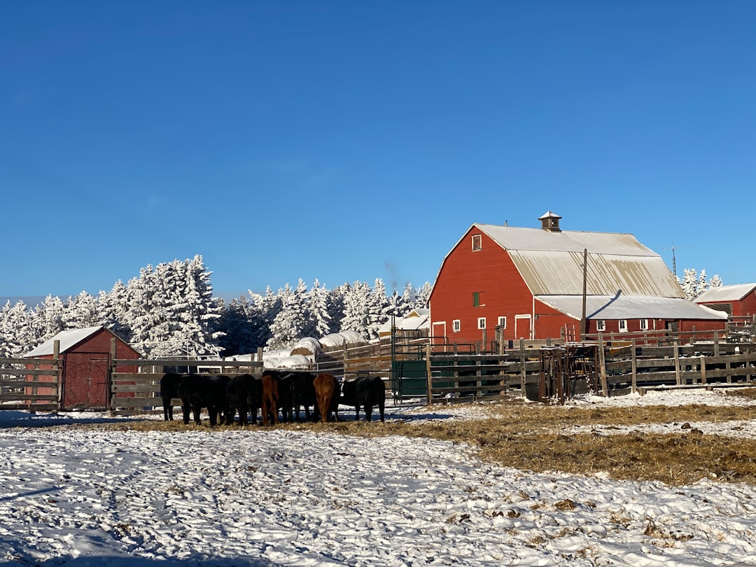 Canada's Quality-Focused Production (image credits: Gallery Image)