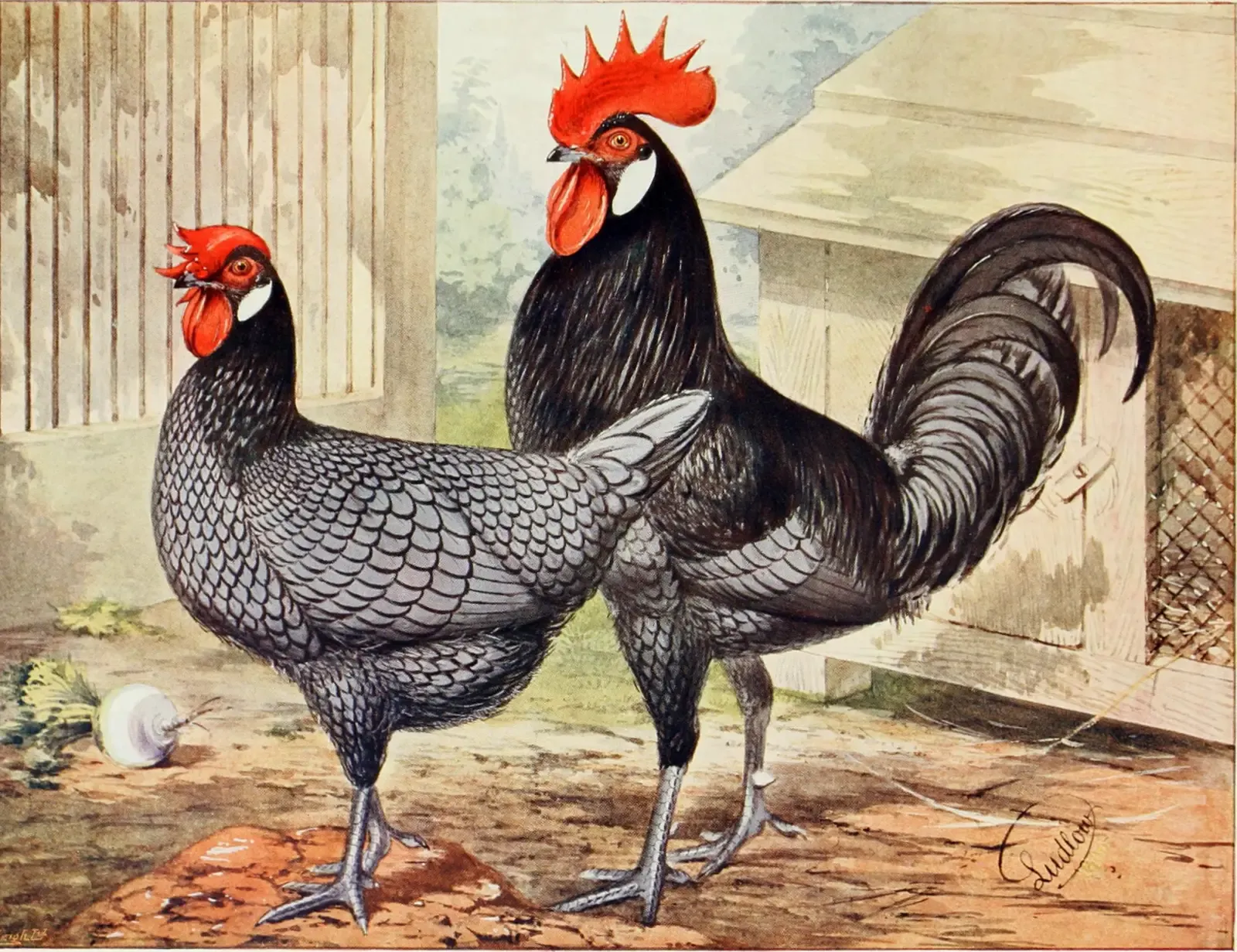 Washing Raw Poultry (Image Credits: Wikimedia)