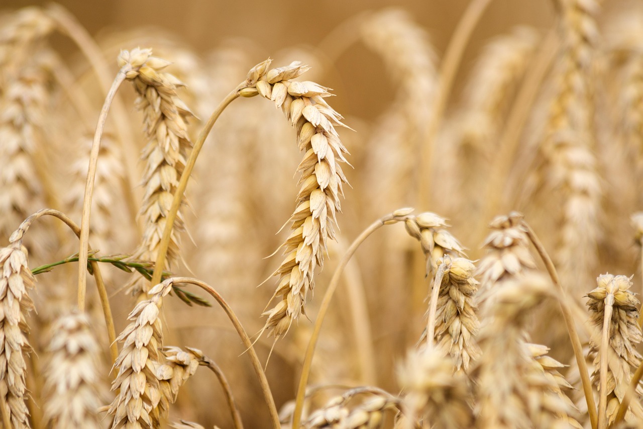 12. Wheat (image credits: pixabay)