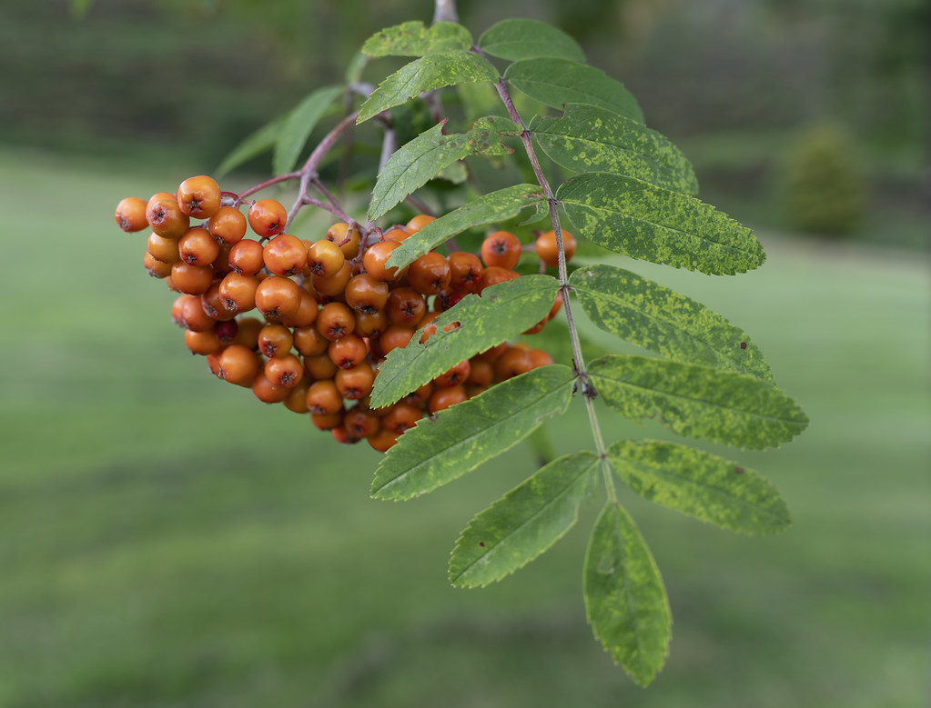 The Economic Case for Fruit Trees (image credits: flickr)