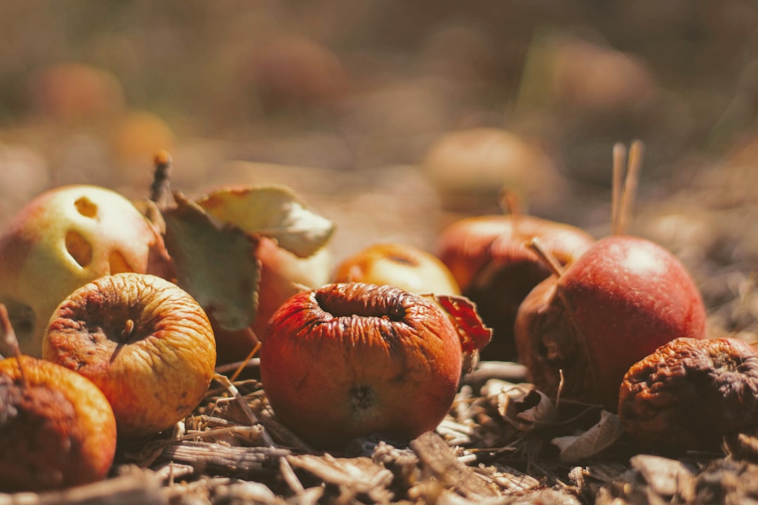 Zero-Waste Eating and Food Rescue Rise (image credits: unsplash)