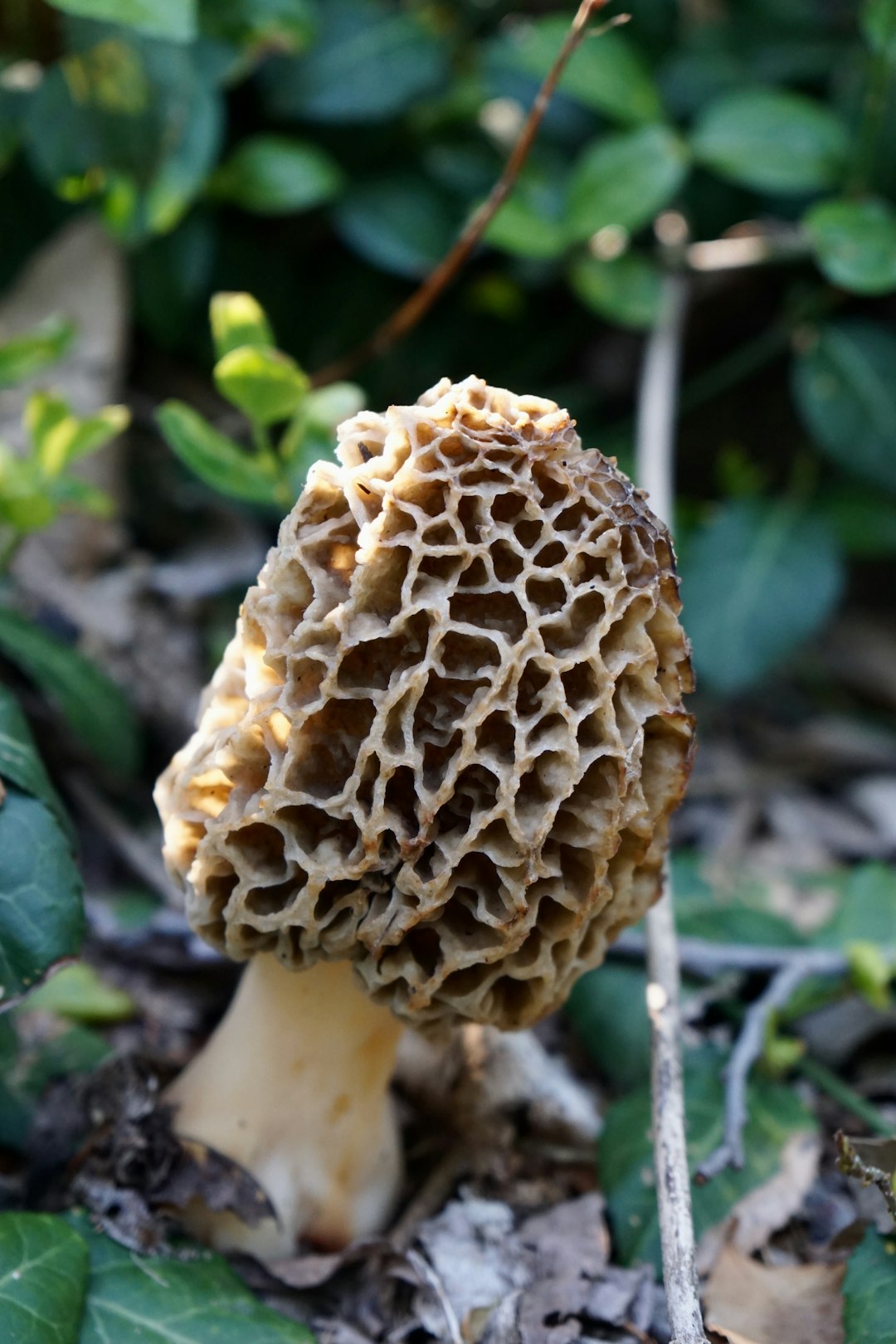 Morel Mushrooms - The Honeycomb Treasures (image credits: unsplash)