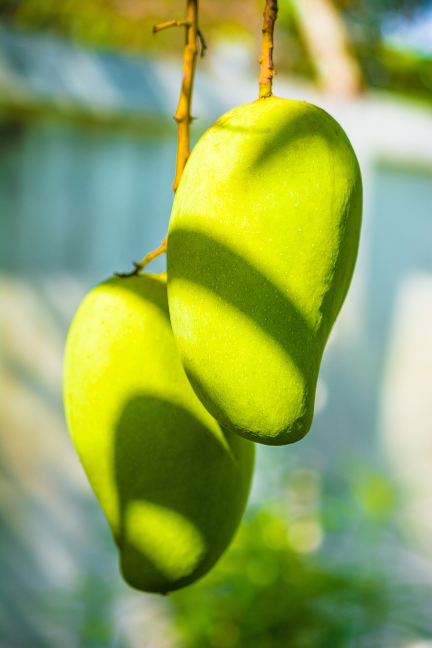 Mangoes: The Tropical Delight (image credits: pixabay)