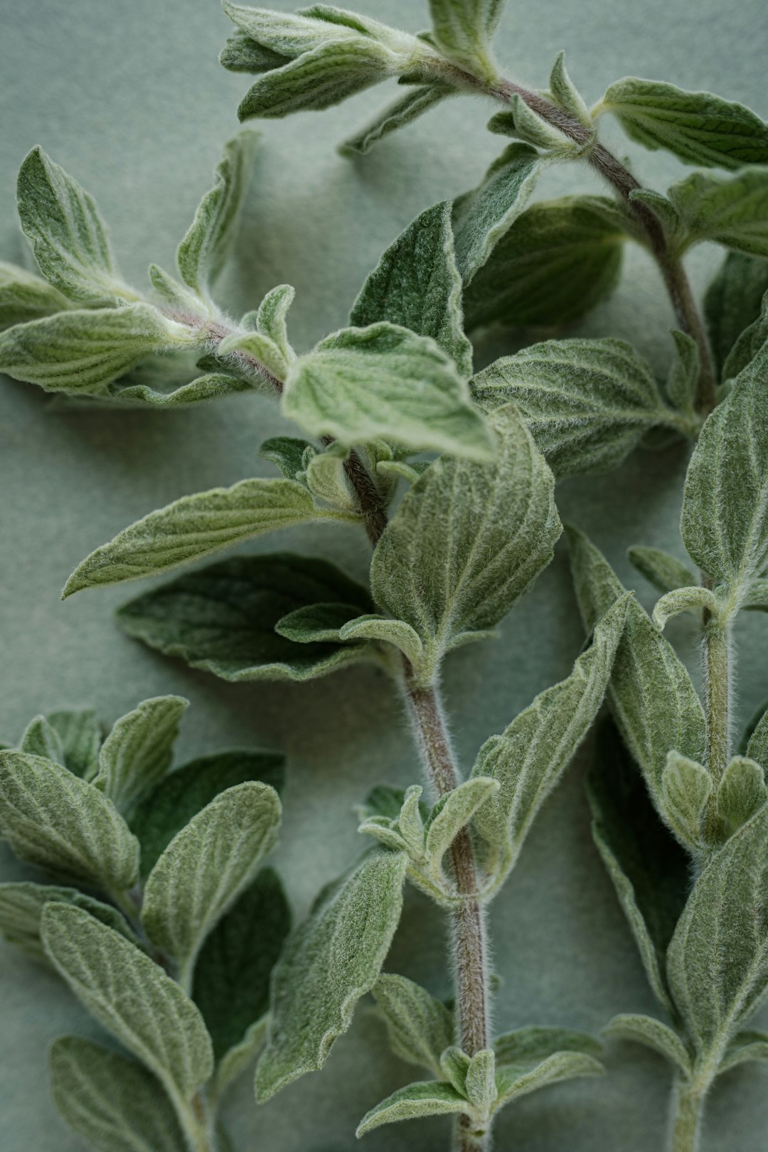Oregano: Mediterranean Magic Facing a Squeeze (image credits: unsplash)