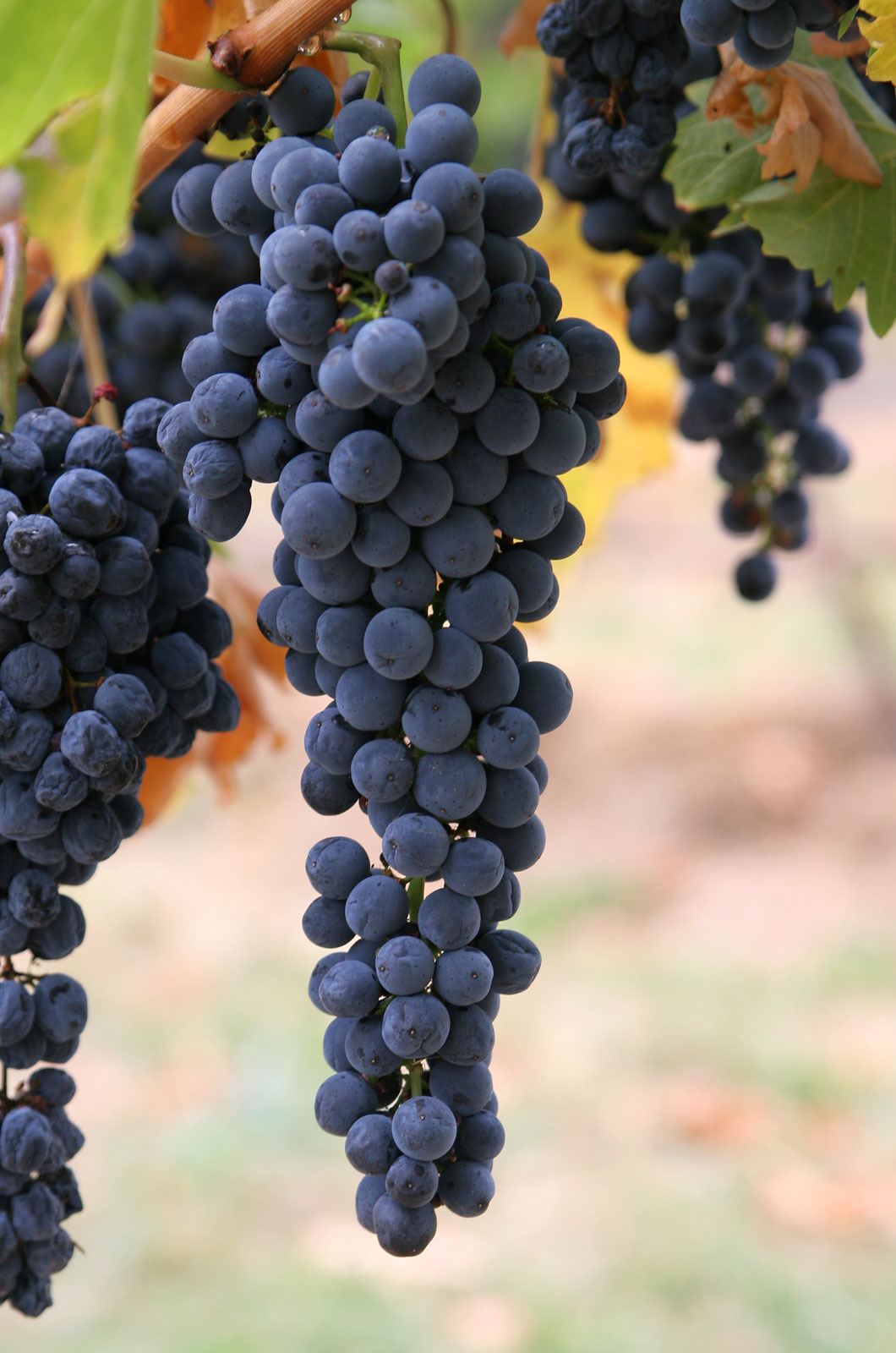 Grapes: Sweet but Sugary (image credits: wikimedia)