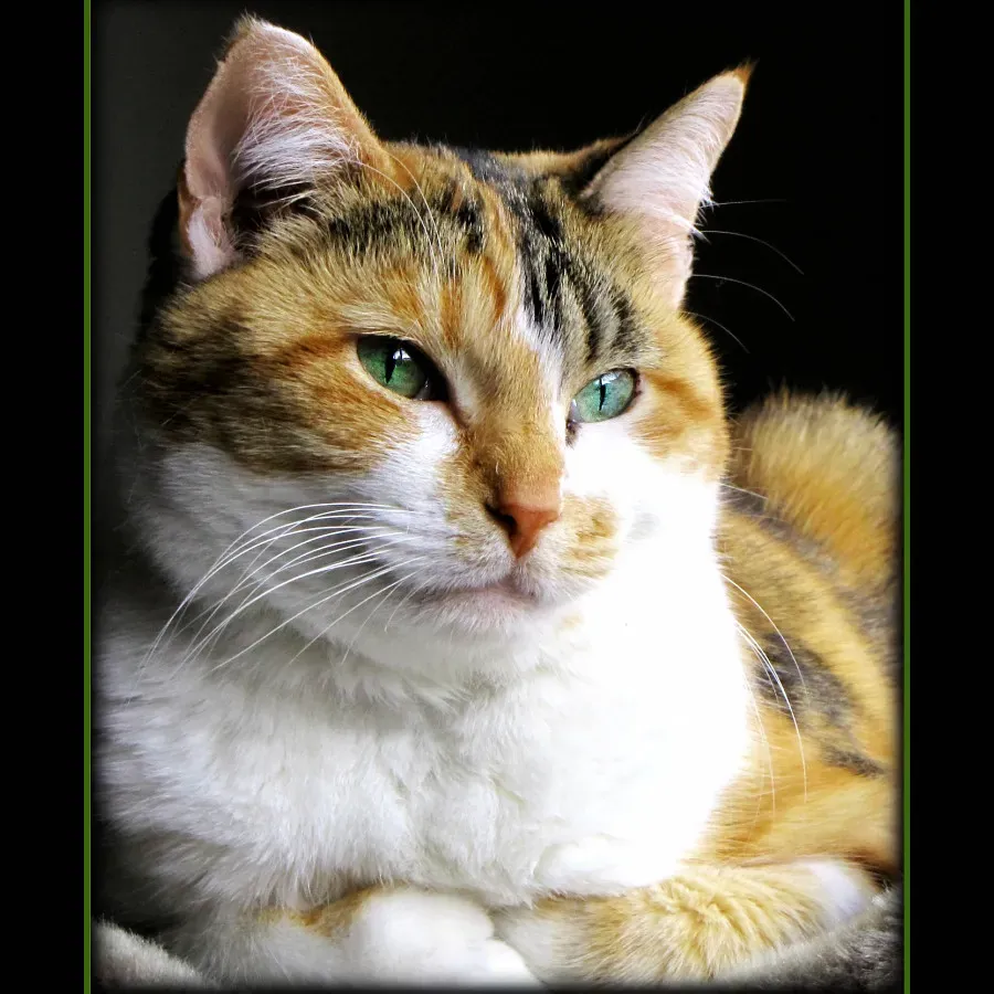 7. Chicken Liver - The Intense Organ Meat Obsession (Trish Hamme, Flickr, CC BY 2.0)