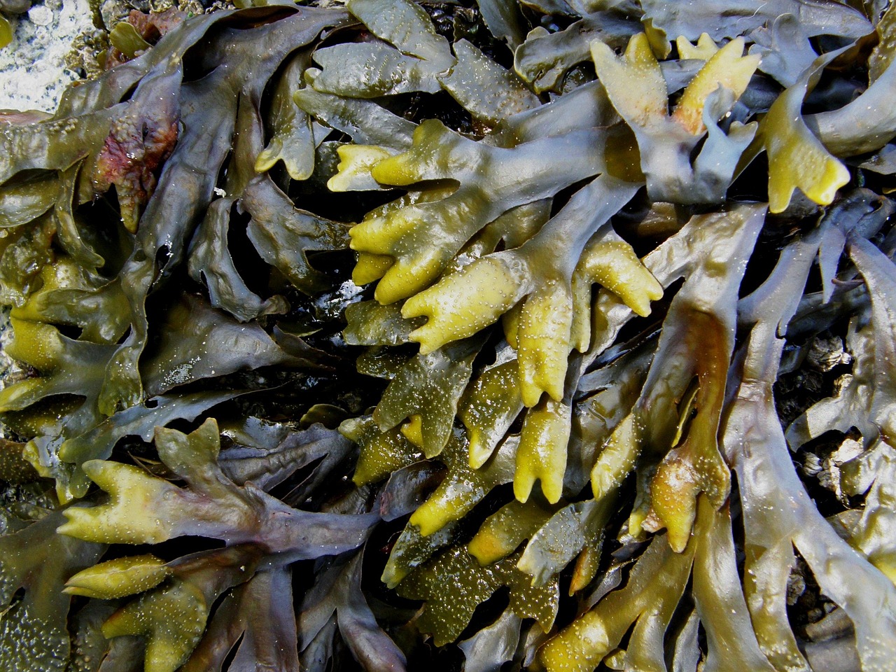Kelp: The Ocean’s Secret Superfood (image credits: pixabay)