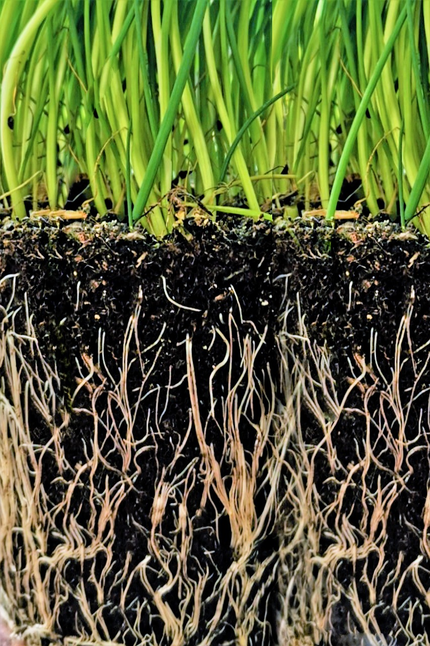 Embrace the Magic of Maca Root (image credits: pixabay)