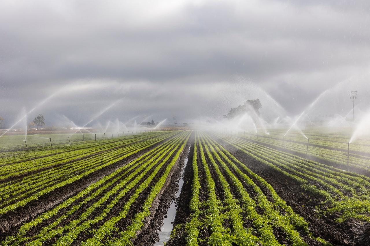 Water Management: The Secret Ingredient in Flavor (image credits: pixabay)