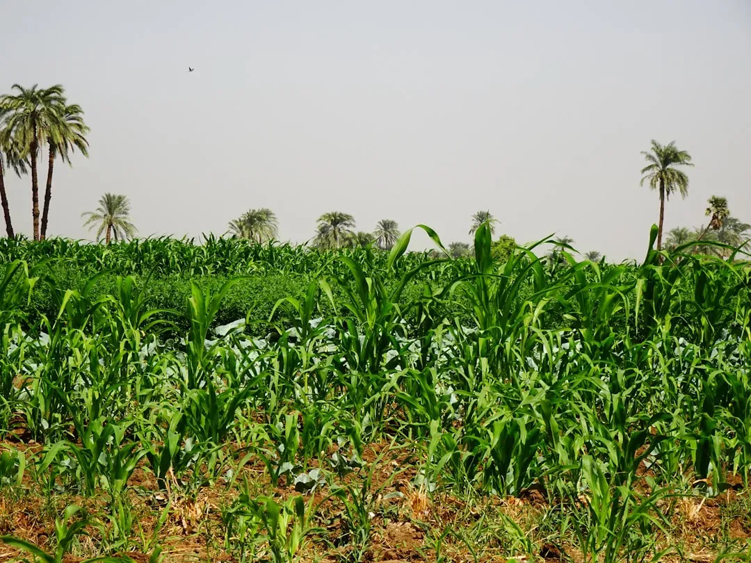 Industrial Agriculture Prioritizes Uniform High-Yield Crops (Image Credits: Unsplash)