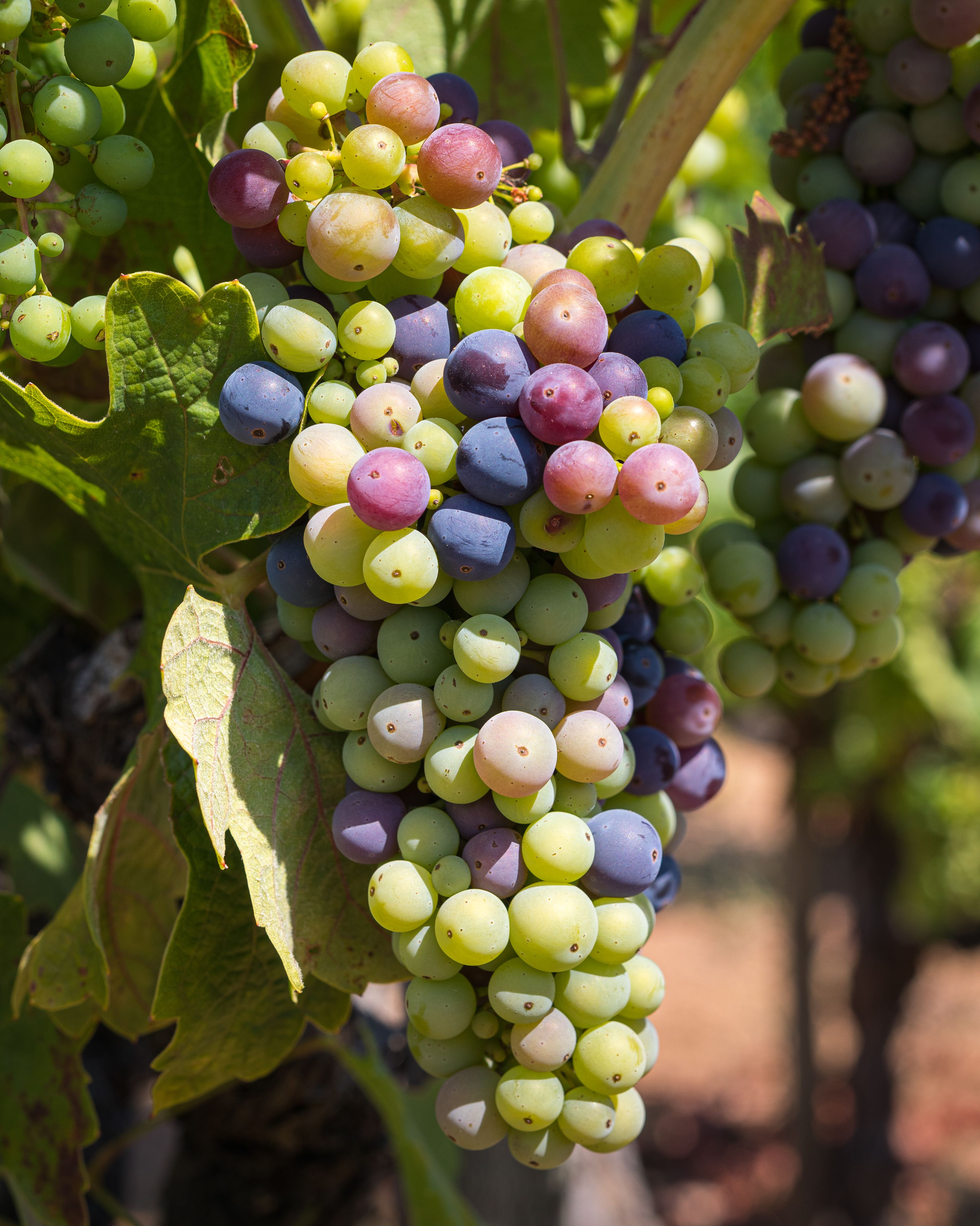 Grapes: The Tiny Heart Protectors (image credits: wikimedia)