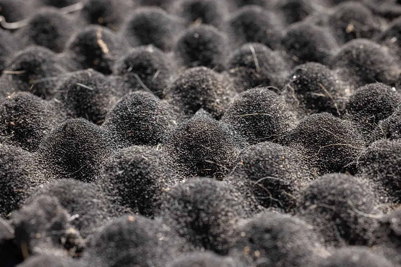Cross-Contamination: How the Sponge Spreads Bacteria Around (Image Credits: Pixabay)