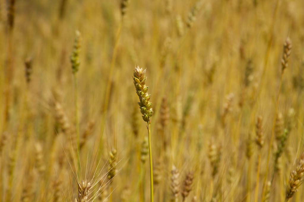 Ancient Grains: Why 2,000-Year-Old Wheat Tastes Better Than Modern Bread (image credits: flickr)