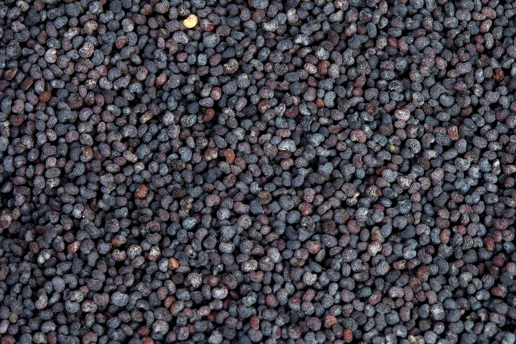 Poppy Seeds - The Mineral-Dense Marvels (image credits: rawpixel)