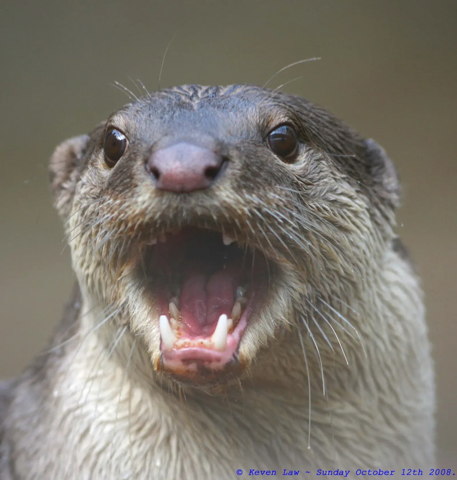 The Beaver Butt Myth and Other Bizarre Sources (Image Credits: Wikimedia)