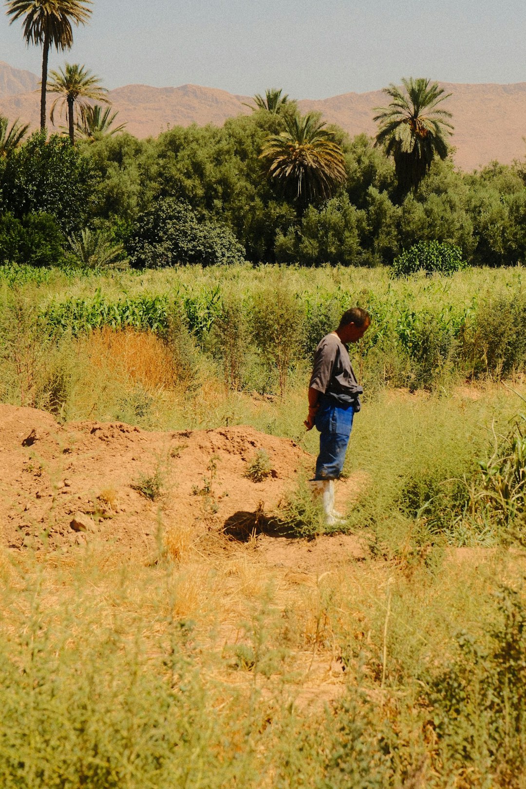 Chad: Traditional Agriculture Trumps Modern Grains (Image Credits: Unsplash)