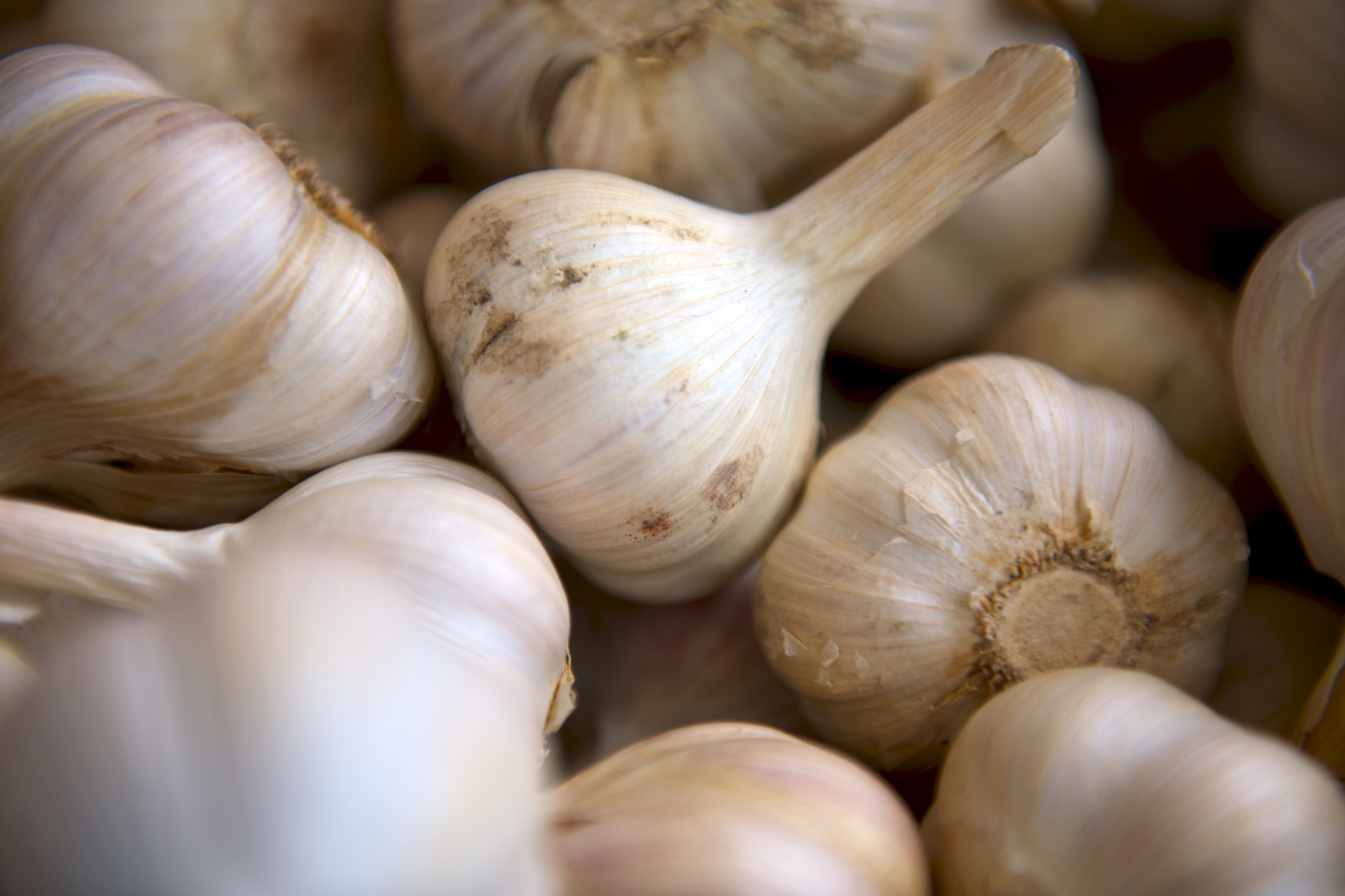 The Pungent Bulb That Vampires and Cholesterol Both Fear (image credits: wikimedia)