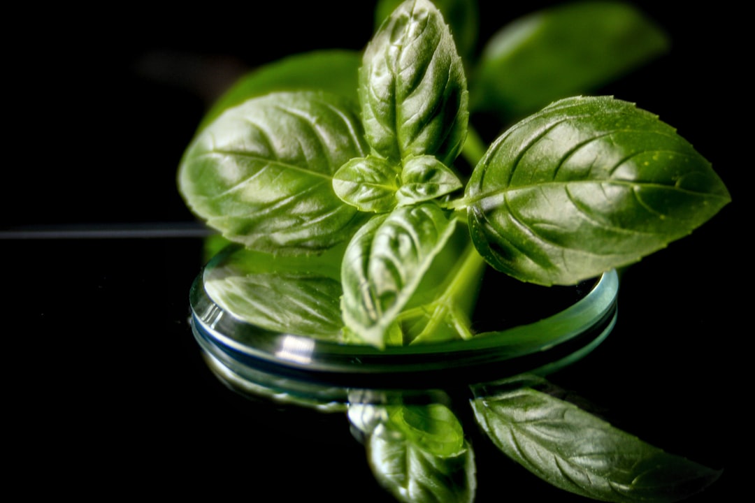 Modern Market Forces Driving Mediterranean Basil Demand (image credits: unsplash)