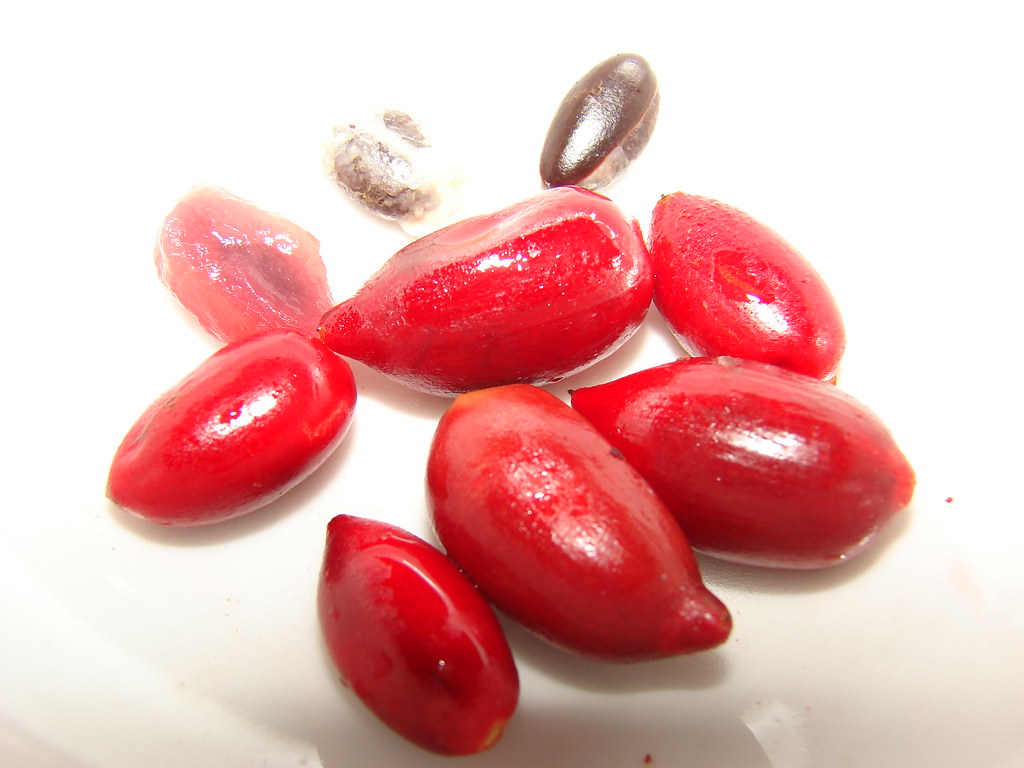 Miracle Fruit - The Taste-Bud Transformer (image credits: flickr)