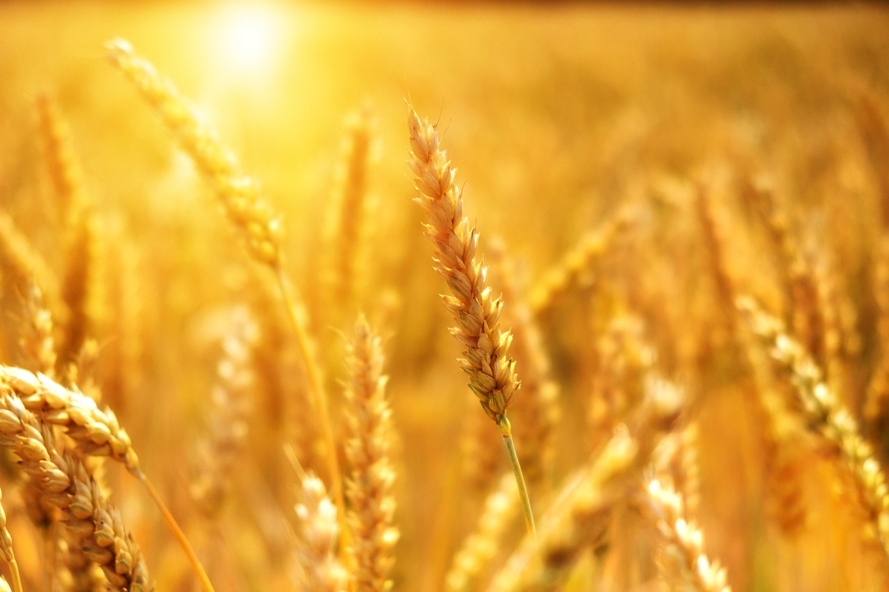 Wheat: The Bread and Pasta Essential (image credits: pixabay)
