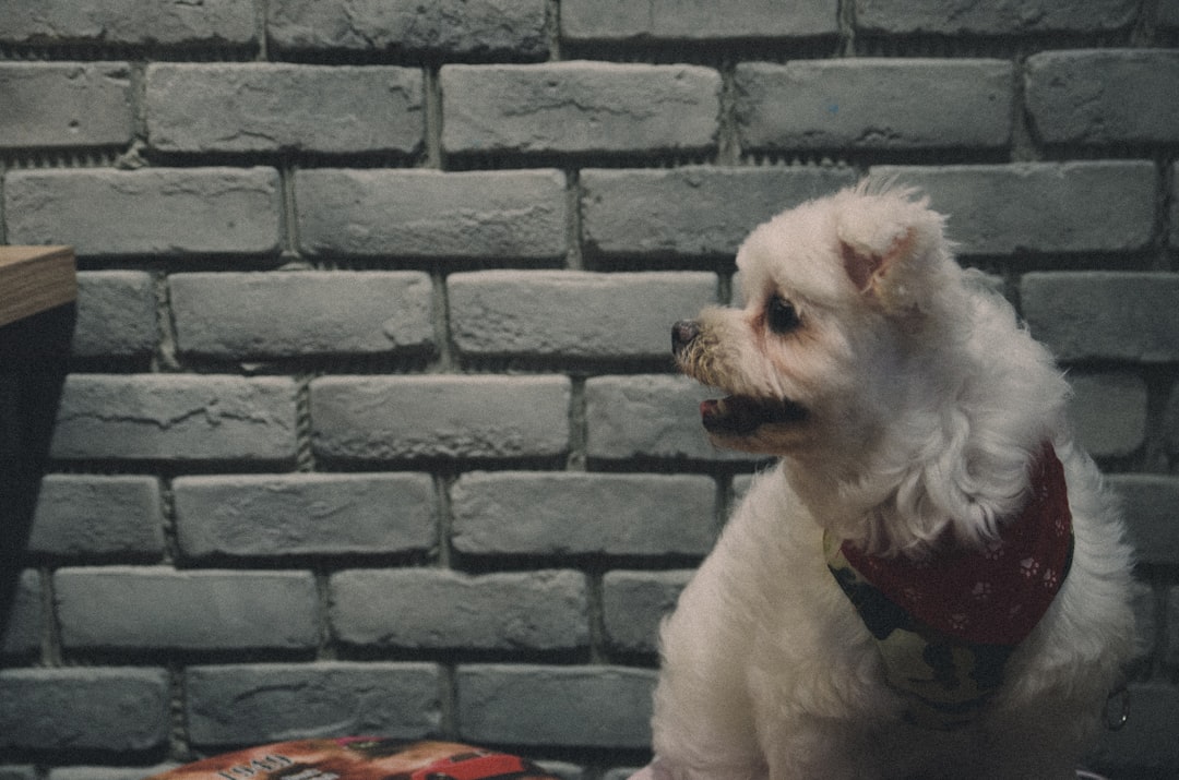 Low-Quality Commercial Kibble (image credits: unsplash)