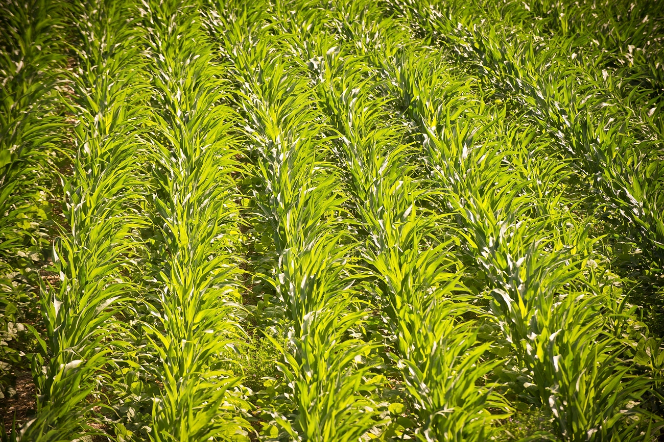 Changing Crop Patterns Reveal Agricultural Adaptation (image credits: rawpixel)