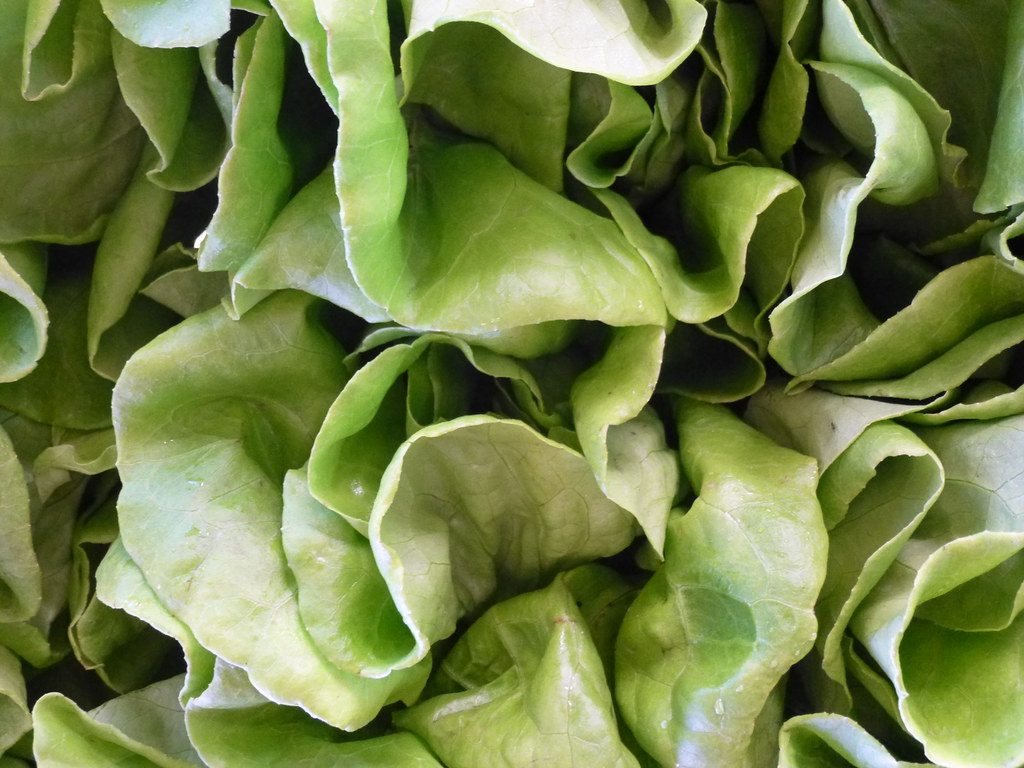 Butterhead Lettuce: Tender Texture, Better Benefits (image credits: flickr)