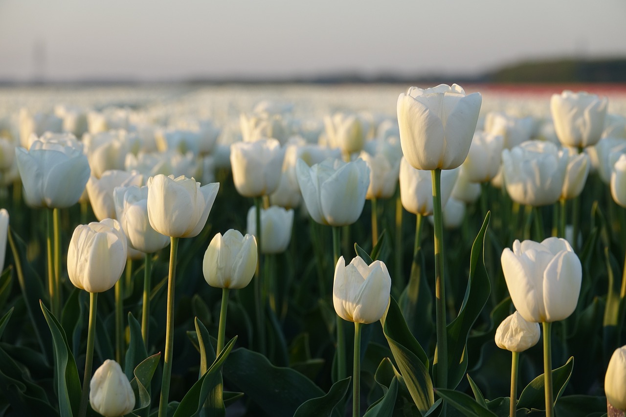 Tulip Bulb Soup - The Dutch Survival Story (image credits: pixabay)