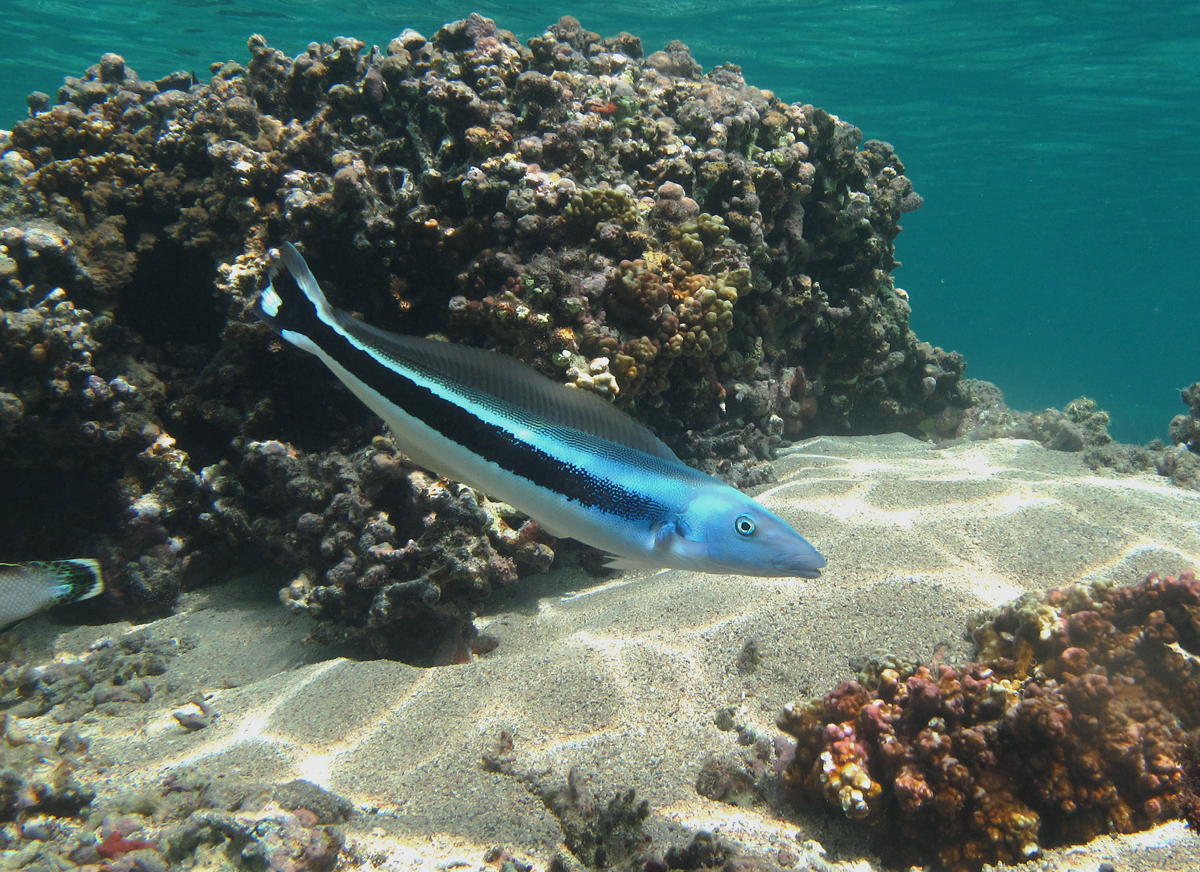 Tilefish From The Gulf Exceeds Safe Mercury Limits (image credits: The uploader on Wikimedia Commons received this from the author/copyright holder., CC BY-SA 3.0, https://commons.wikimedia.org/w/index.php?curid=31369530)