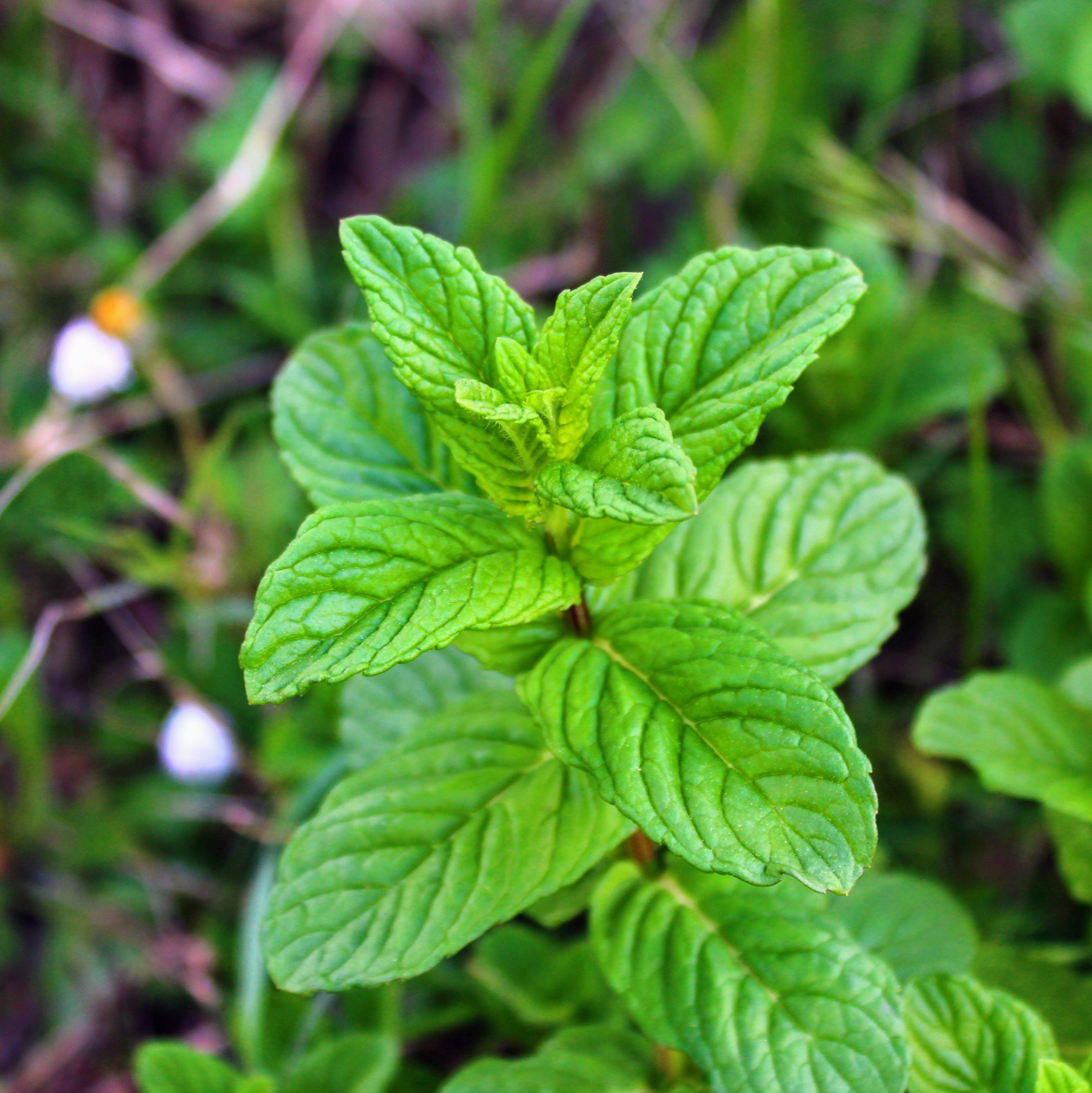 Peppermint (Mentha piperita) (image credits: wikimedia)