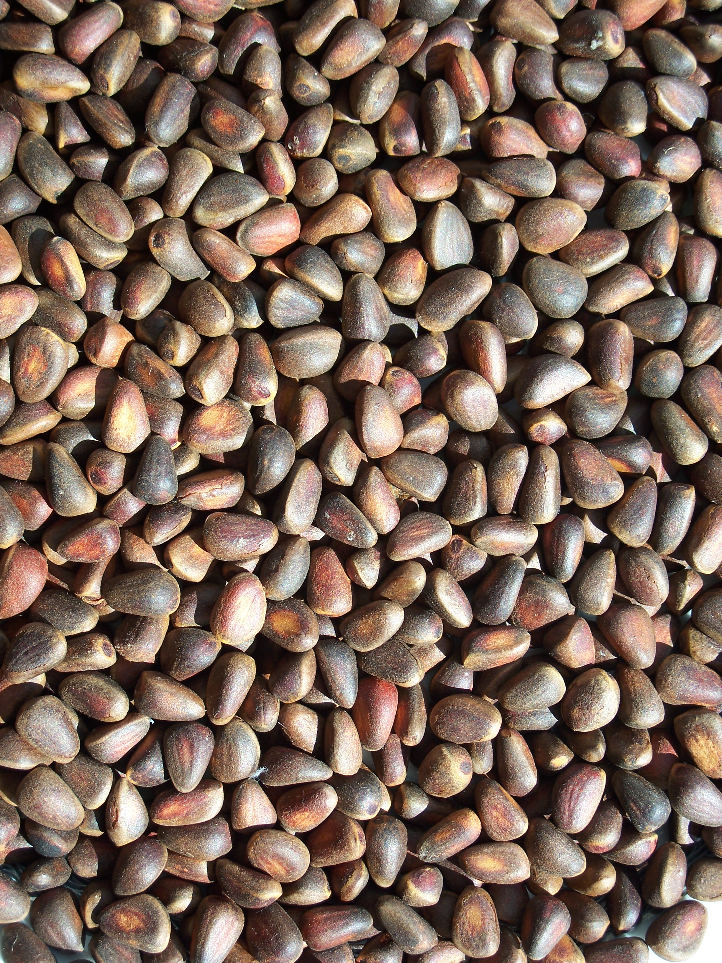 Pine Nuts: The Gourmet Option (image credits: wikimedia)
