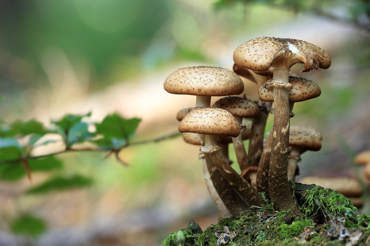 Mushrooms: The Danger of Reheating (image credits: pixabay)