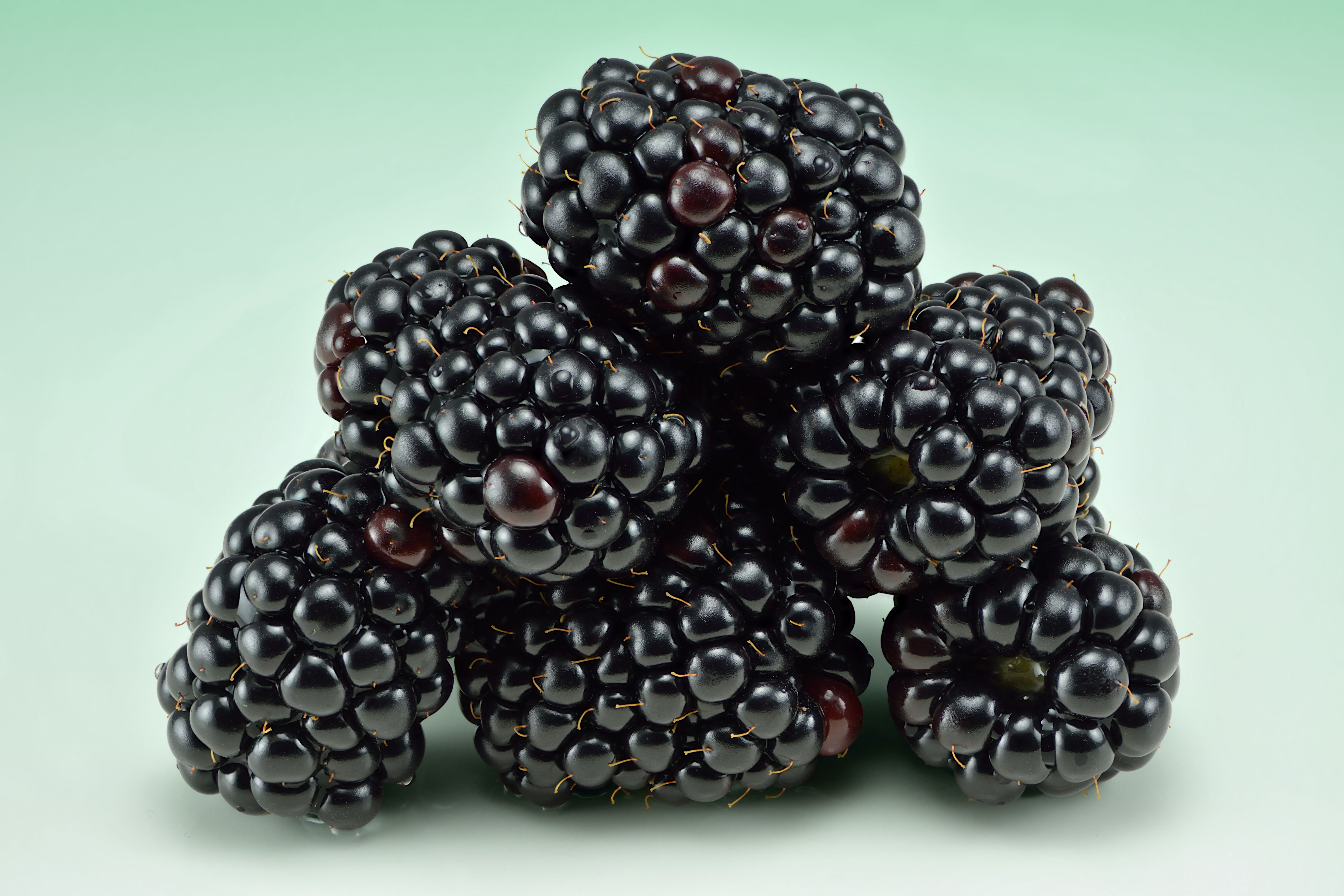 Blackberries (image credits: wikimedia)