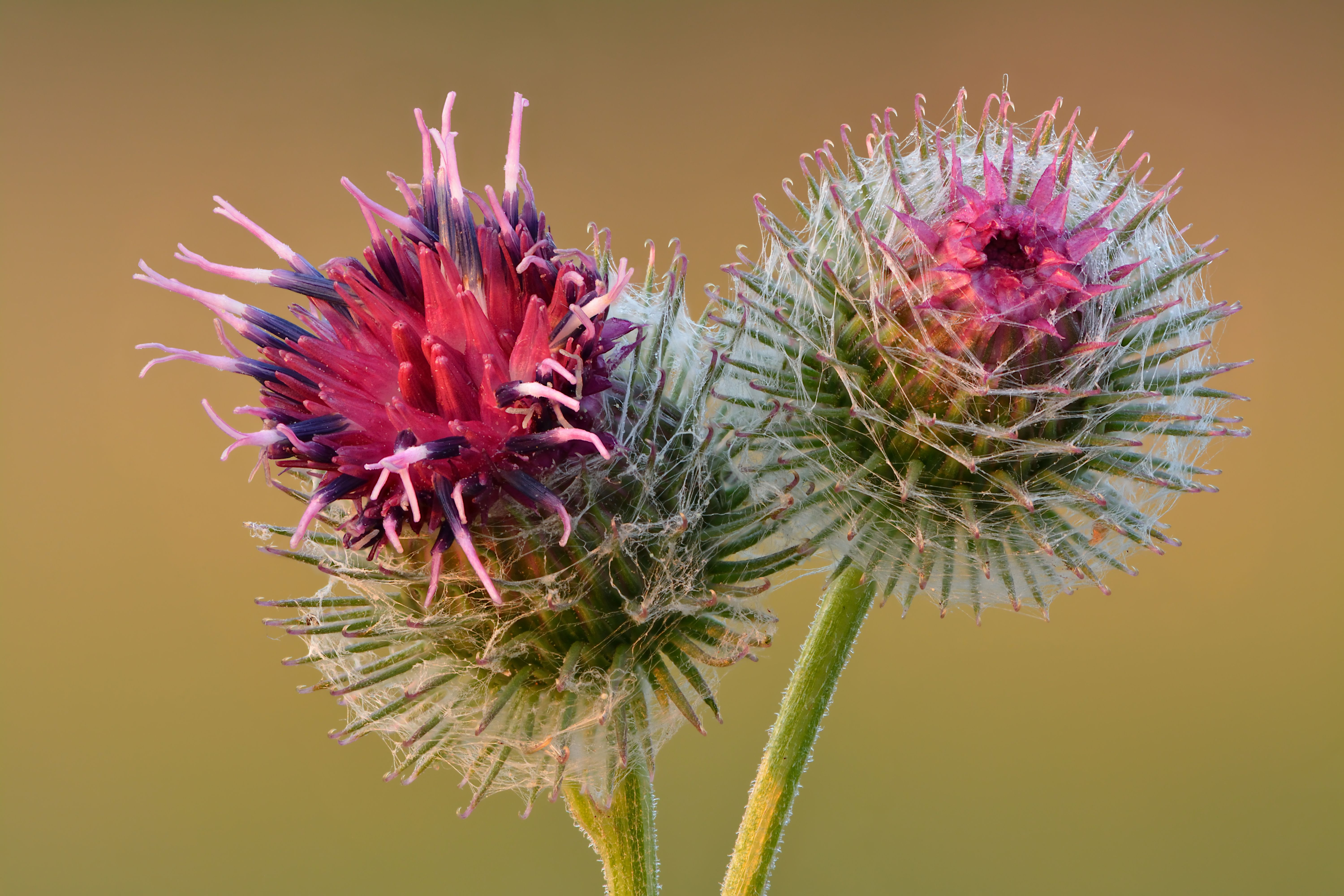 Burdock Root: The Quiet Cleanser (image credits: wikimedia)