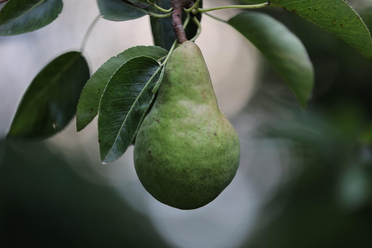 Pears: High in Fiber, Gentle on Blood Sugar (image credits: pixabay)