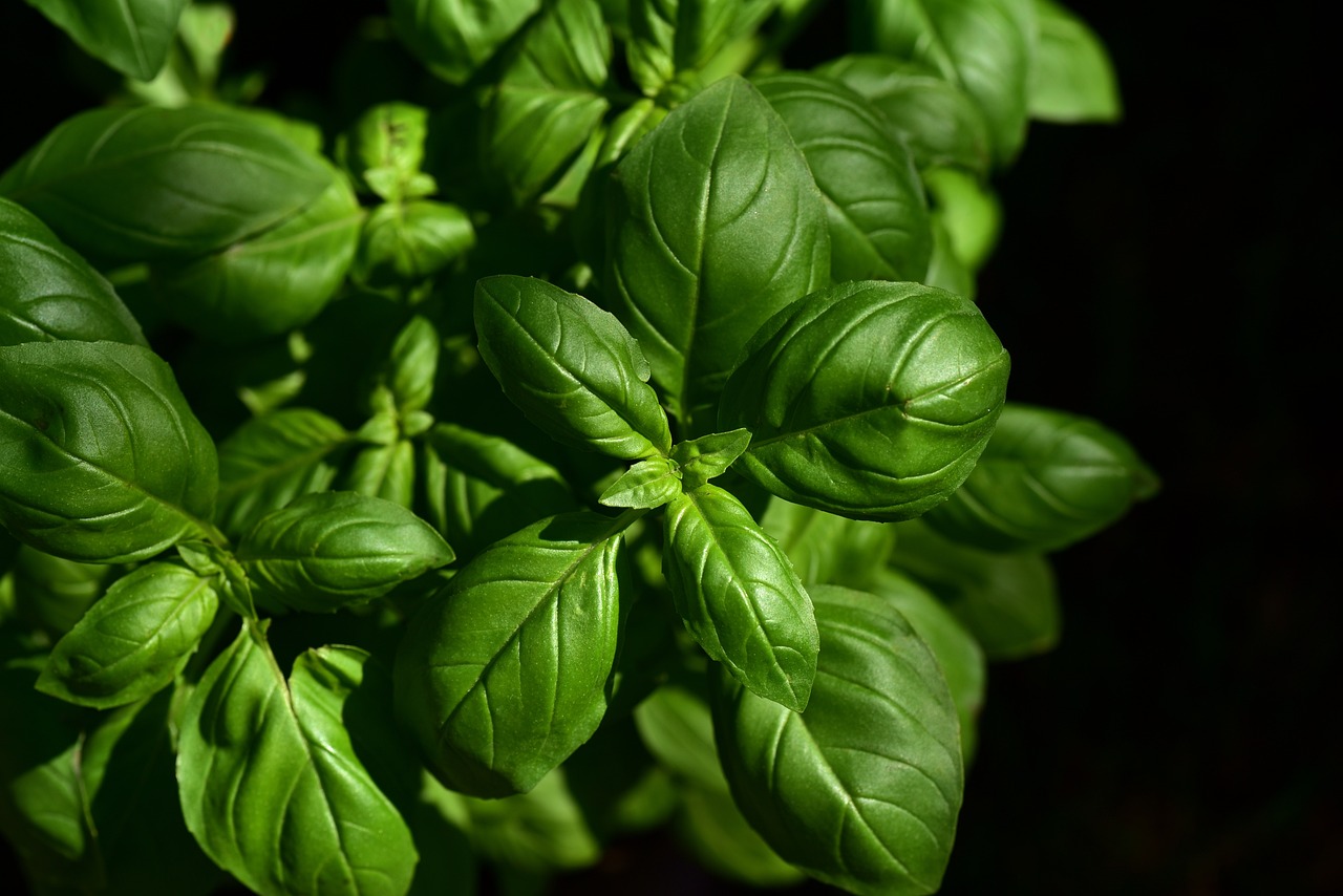 Fresh Herbs: Expensive Aromatherapy with an Expiration Date (image credits: pixabay)