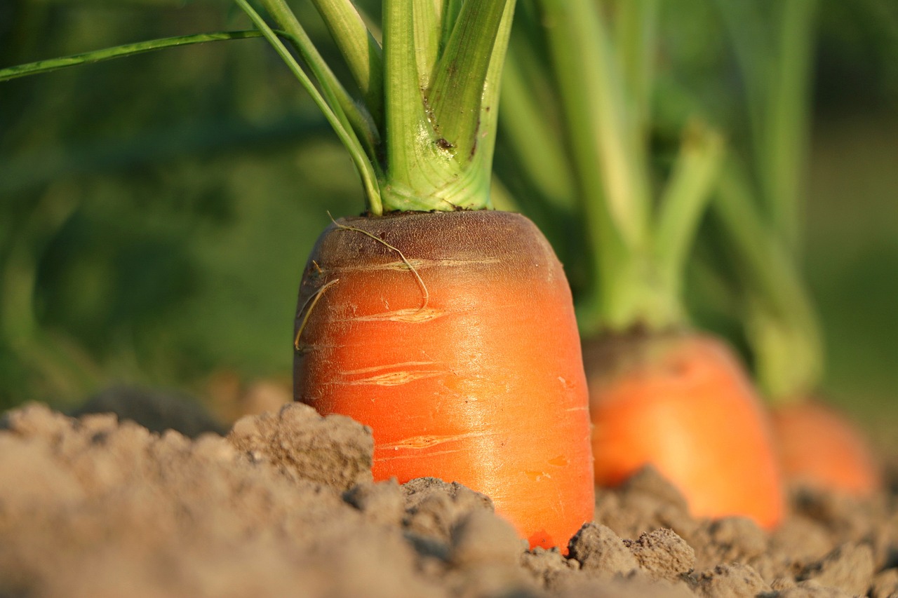 Carrots: Crunchy Protectors of the Heart (image credits: pixabay)