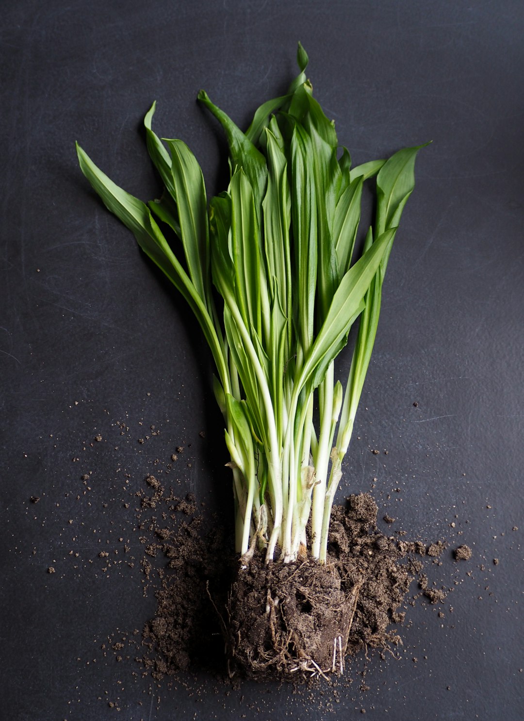 Lemongrass and Lemon Zest: Brightening Without Sugar or Salt (image credits: unsplash)