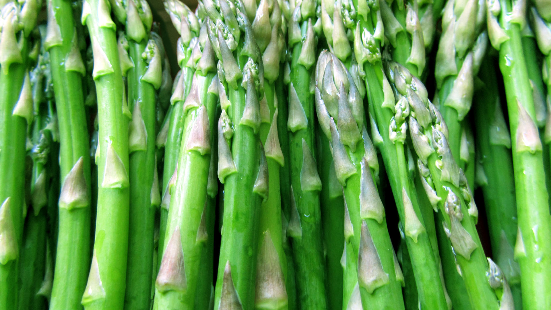 Asparagus: The Springtime Delicacy (image credits: wikimedia)