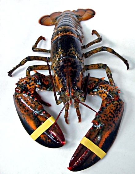 Lobster: The King of Maine Seafood (image credits: wikimedia)
