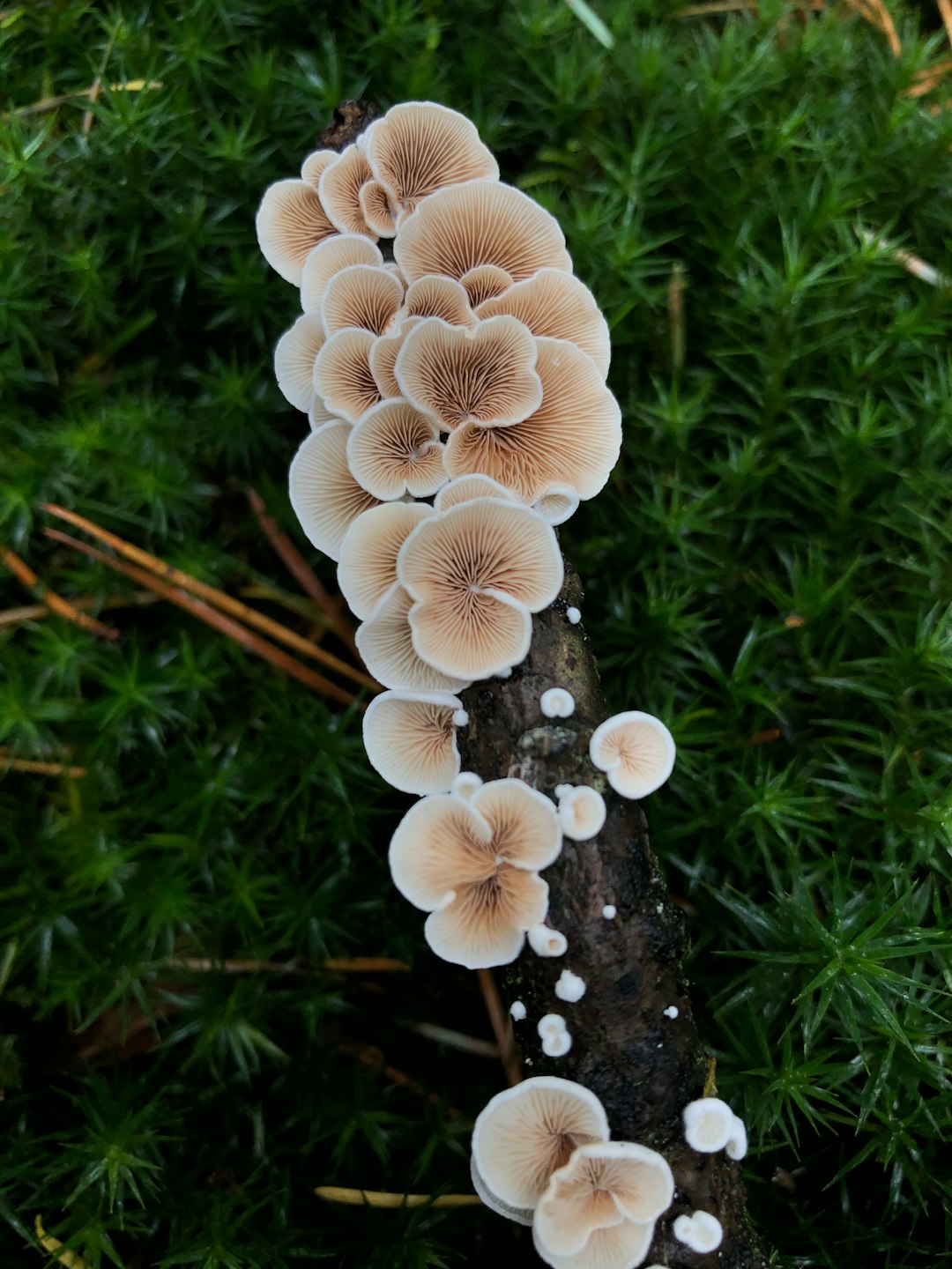 Lion’s Mane Mushroom (image credits: unsplash)