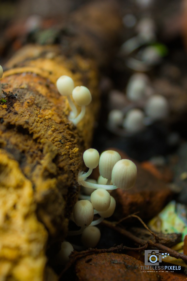 Raw Sprouts: Tiny Seeds of Destruction (image credits: wikimedia)