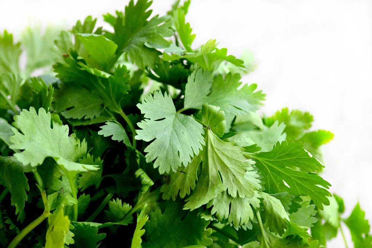 The Nutritional Irony for Cilantro Haters (Image Credits: Pixabay)