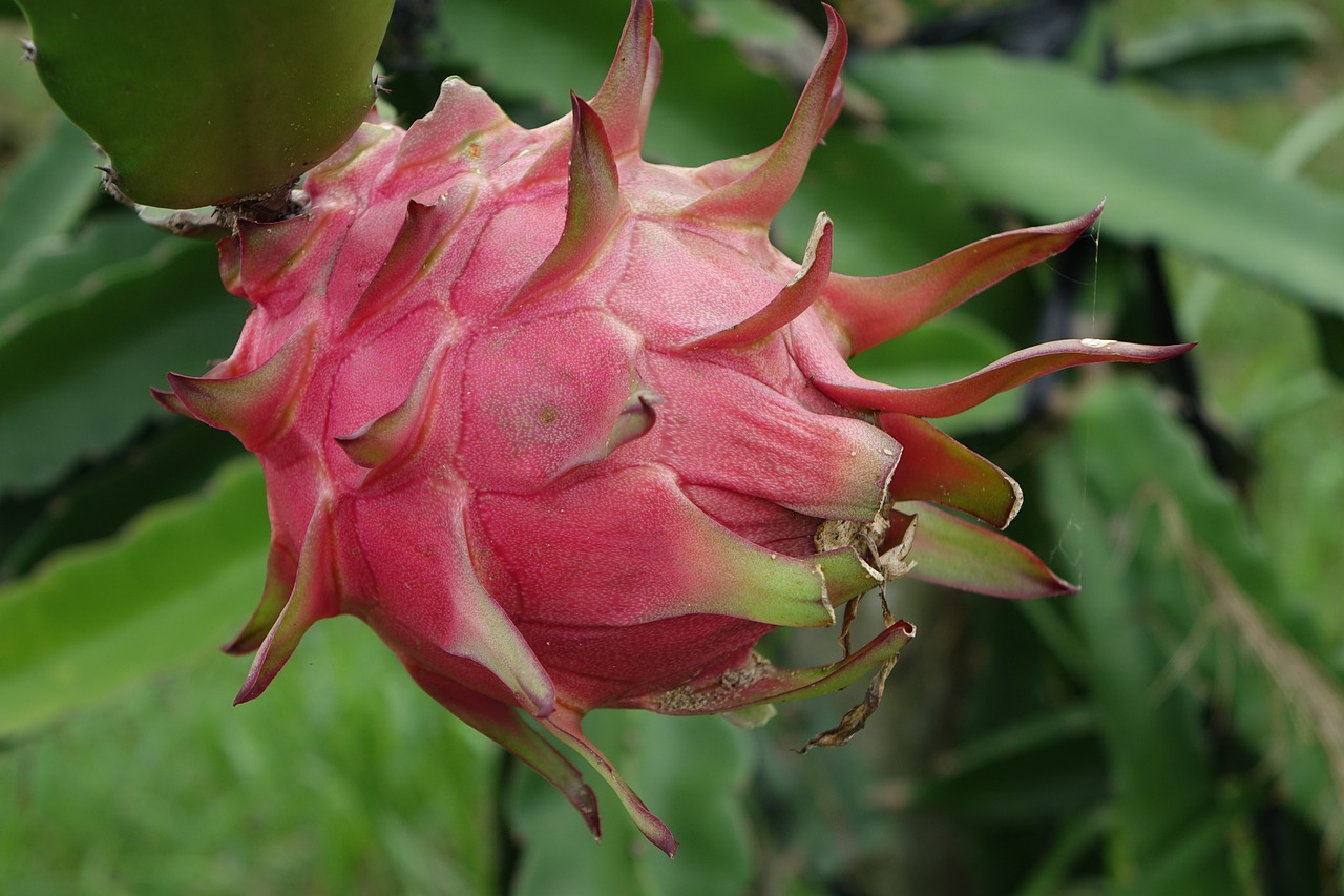 Dragon Fruit: The Exotic Gut Booster (image credits: pixabay)