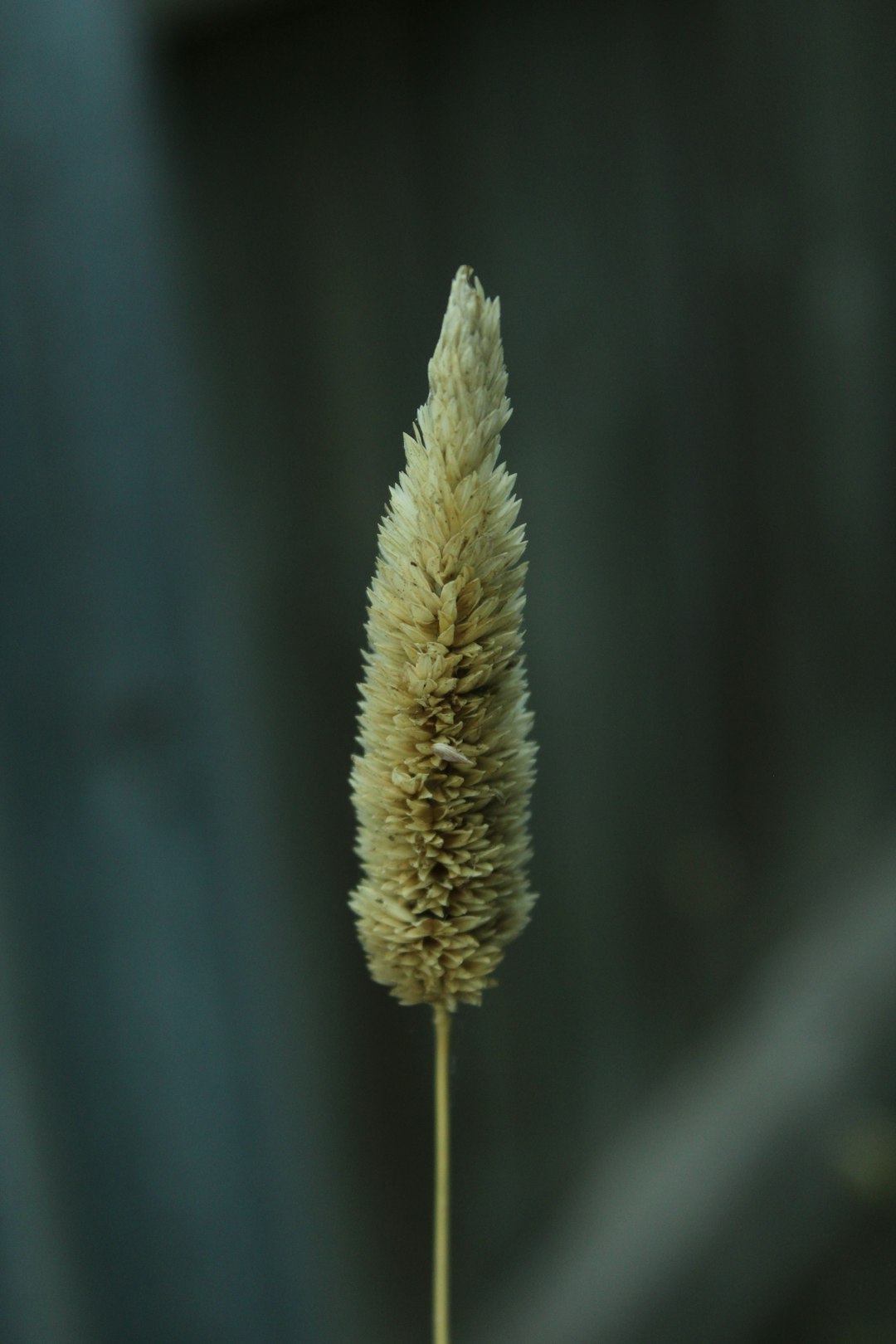 Fonio: West Africa’s Tiny Grain with Big Promise (image credits: unsplash)