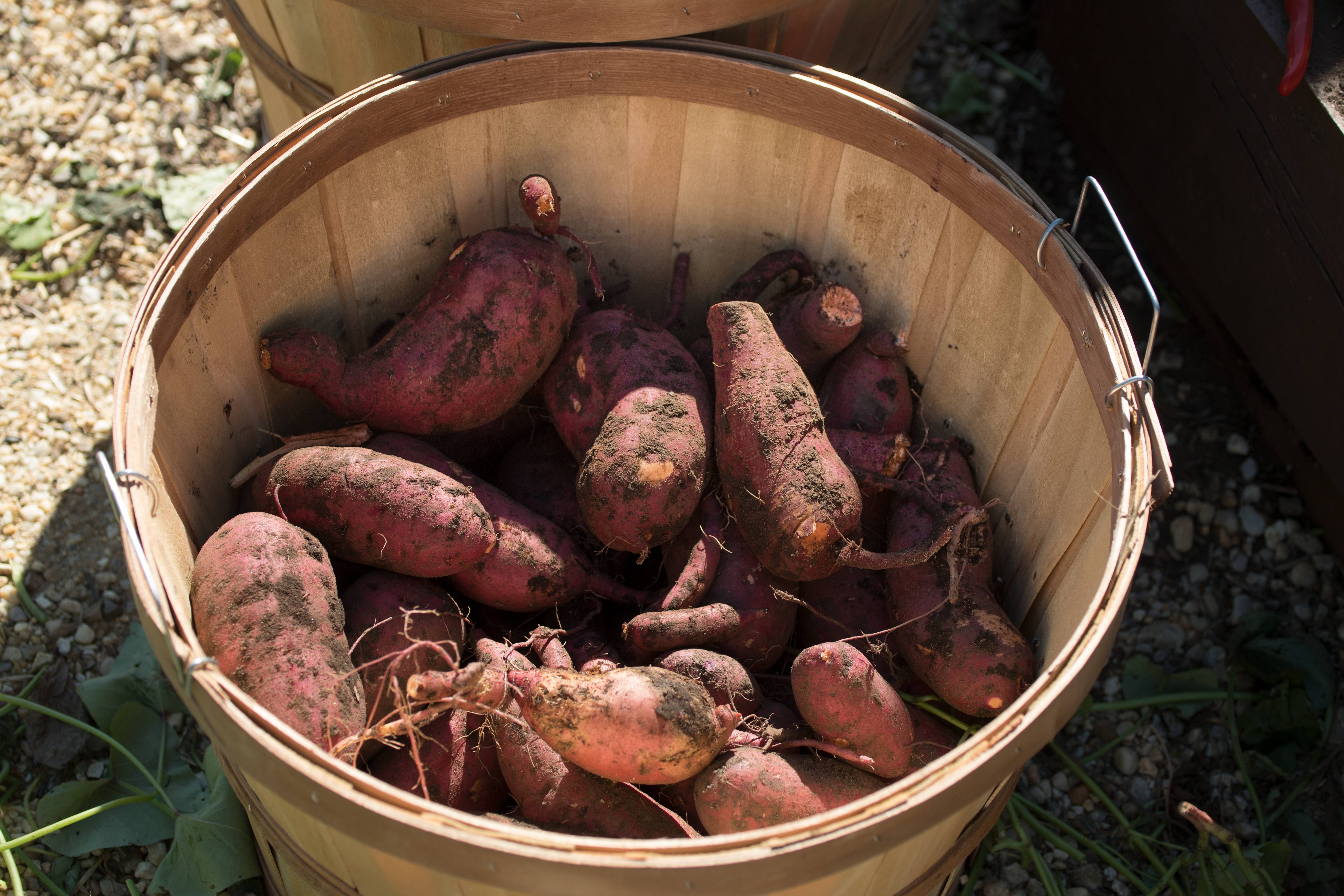 Sweet Potatoes: Beta-Carotene Boost for Mucosal Immunity (image credits: wikimedia)