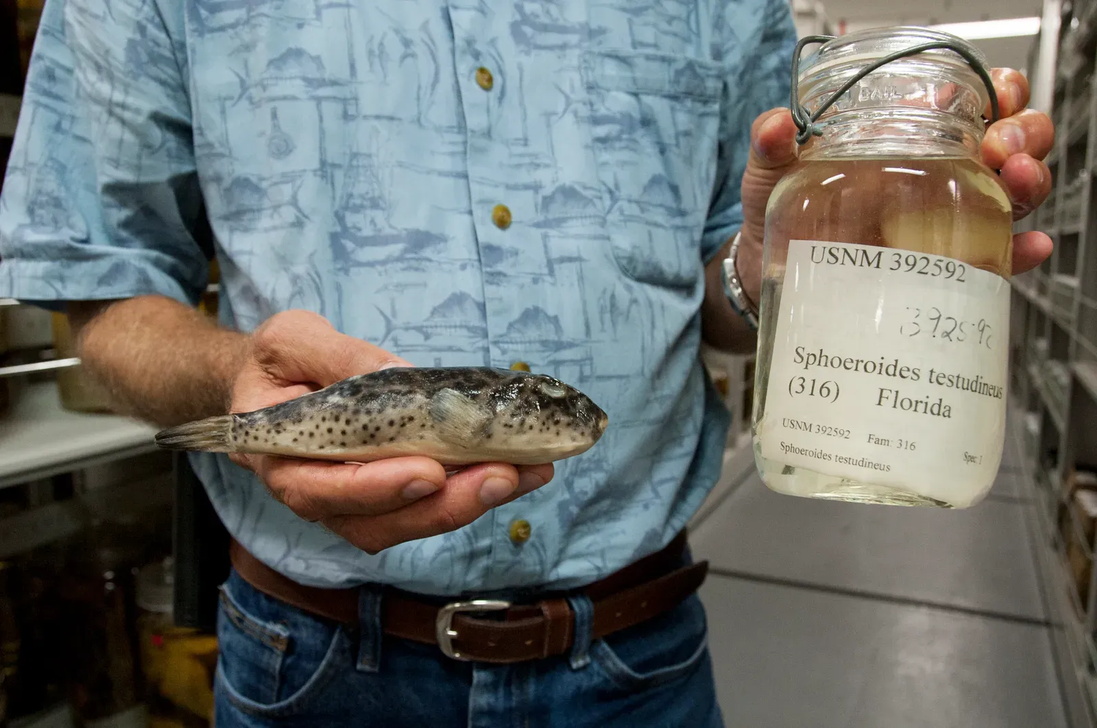 Your Fish Dinner Might Not Be What You Think (Barcoding Fish DNA - 9366, Public domain)