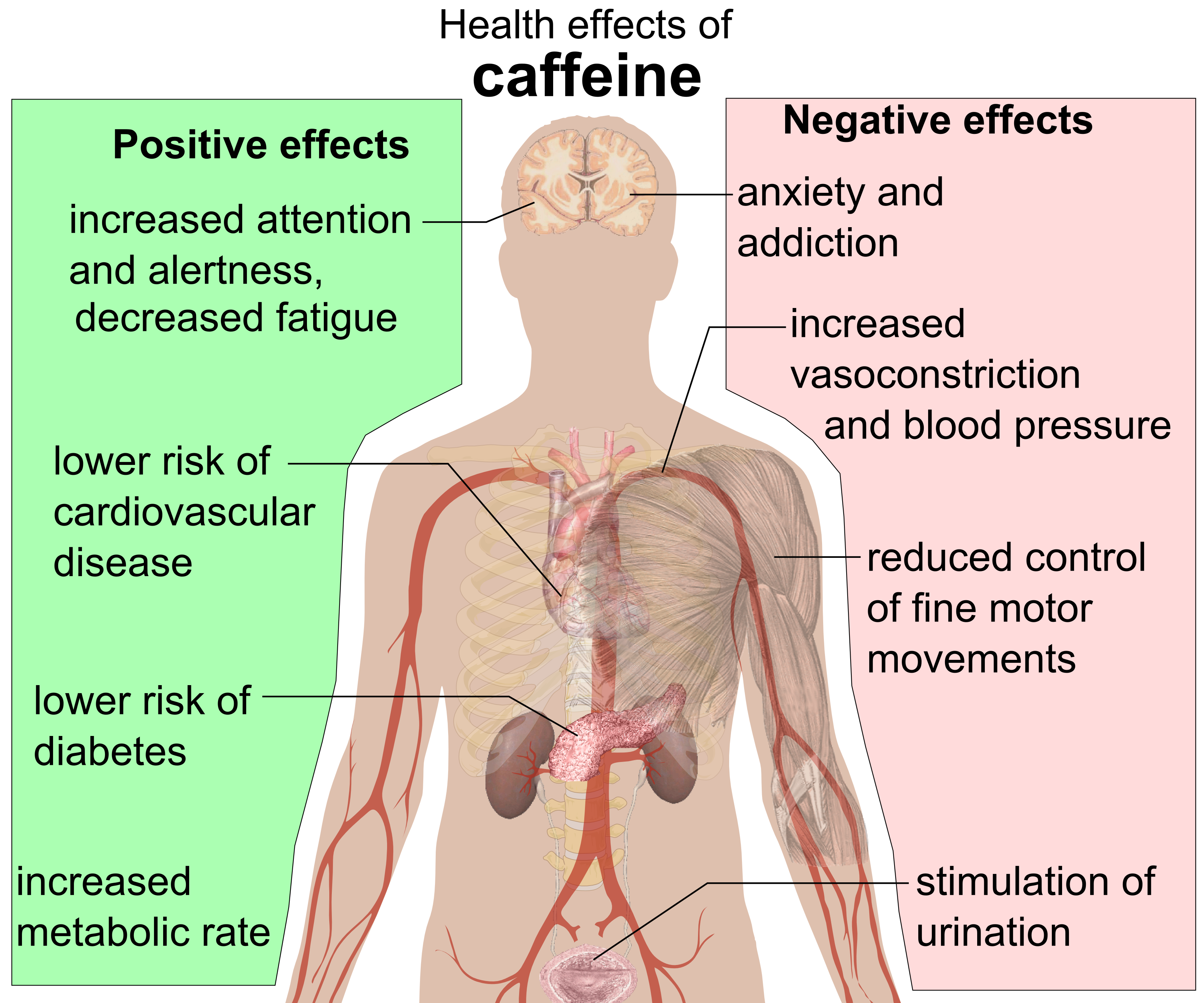 Risks of Excessive Caffeine Intake (image credits: wikimedia)