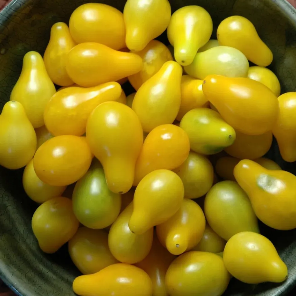 Cancer: Yellow Pear Tomato (Image Credits: Flickr)